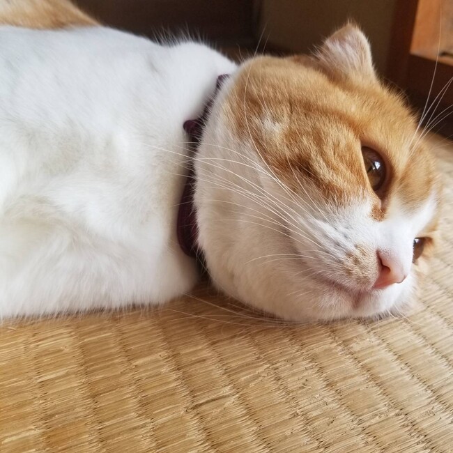 ひなひなひにゃみのカバー写真