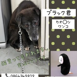 「倉敷のカオ〇シ、ブラック君→譲渡決定！」サムネイル1
