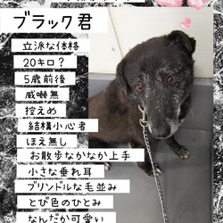 「倉敷のカオ〇シ、ブラック君→譲渡決定！」サムネイル2