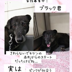 「倉敷のカオ〇シ、ブラック君→譲渡決定！」サムネイル3