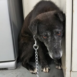 ビビリなカオ〇ナシ・ブラック君→相談中！