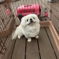 希少　白　ペキニーズ　8カ月　♀