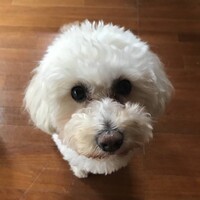 佐藤あん