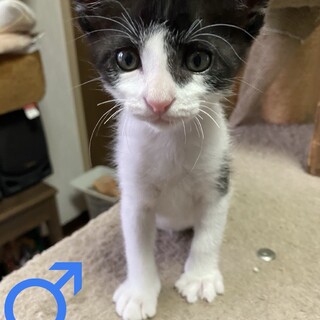 須屋6兄弟ハチワレ♂1ヶ月半