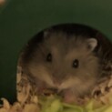 里親決まりました。ありがとうございました。