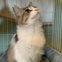 モフモフのイケニャン王子