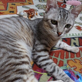 サバトラの男の子、日和(ひより)くんです！