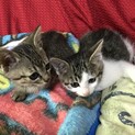 子猫2匹
