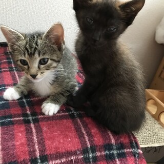 黒猫　キジシロ姉妹