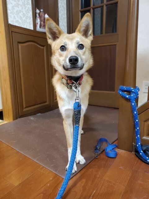 やさしいイチロー似 の男の子 広島県 犬の里親募集 ペットのおうち 月間利用者150万人