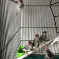 文鳥の里親募集　6羽