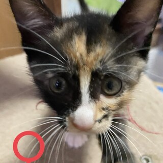 須屋6兄妹サビ♀1ヶ月半
