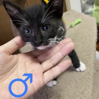 須屋6兄妹シロクロ♂1ヶ月半