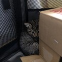 母猫を目の前で車に引かれた子猫