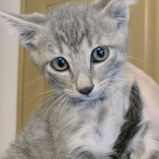 銀狐みたいな男の子(生後1ケ月半) 