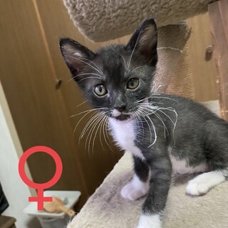 須屋6兄弟シロクロ♀1ヶ月半