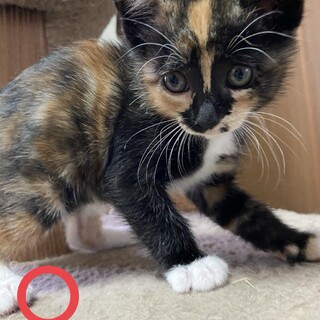 須屋6兄妹サビorミケ♀1ヶ月半