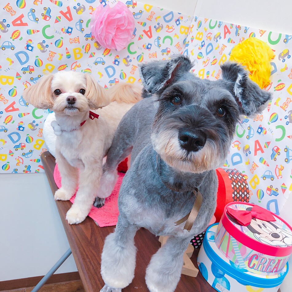 マロンのカバー写真