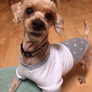 トライアル決定!