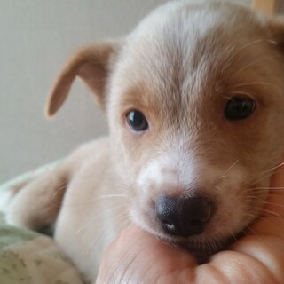 塩顔イケワン！元気いっぱい平太くん