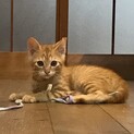 里親決まりました！
