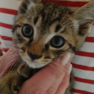 可愛いソックリなキジトラ兄妹