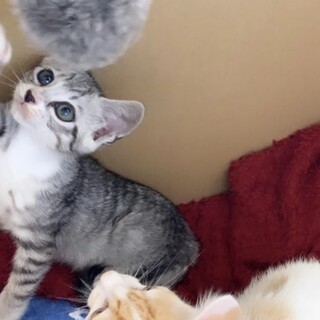 サバトラ柄のはるくんですっ❤