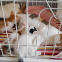 1ヶ月過ぎの可愛い子猫とお母さん猫