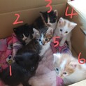 2.3番の子猫だけ募集中。あとは相談中。