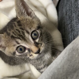 鍵しっぽ　キジトラ　女の子