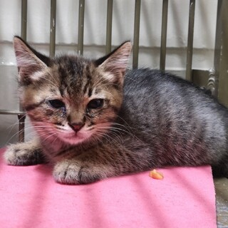 譲渡を前提に引き出されました！