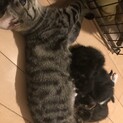 子猫里親募集‼︎
