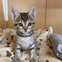 甘えん坊の、かきちゃん1ヶ月半