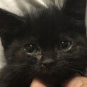 幸せを運ぶ黒猫のひばりちゃん！