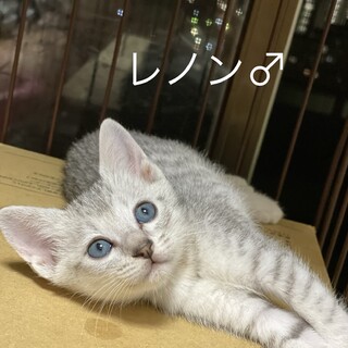 シルバータビーの男の子猫