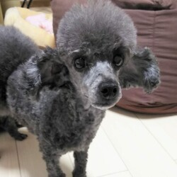 トリミングに行ってきました