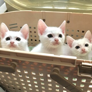 元気いっぱい白毛３姉弟