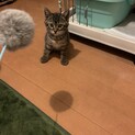 【再投稿】キリッと顔のイケメンです。