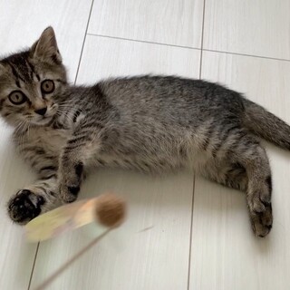 ちょっと毛長三兄弟よもぎ♂