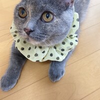 シピ