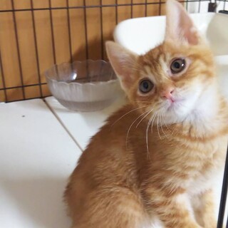 ピッピくん(募集名みんくん)