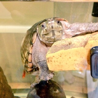 ミシシッピーニオイガメ4匹の里親募集