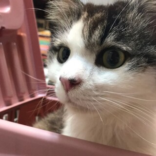 【ホルン】おかげ様で里親様が決まりました！