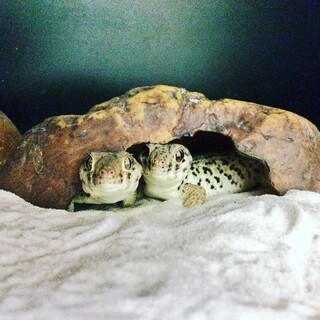 ロボロフスキースキンクヤモリ 3匹