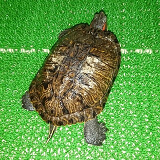 ミシシッピーアカミミガメ♀里親になって下さい！