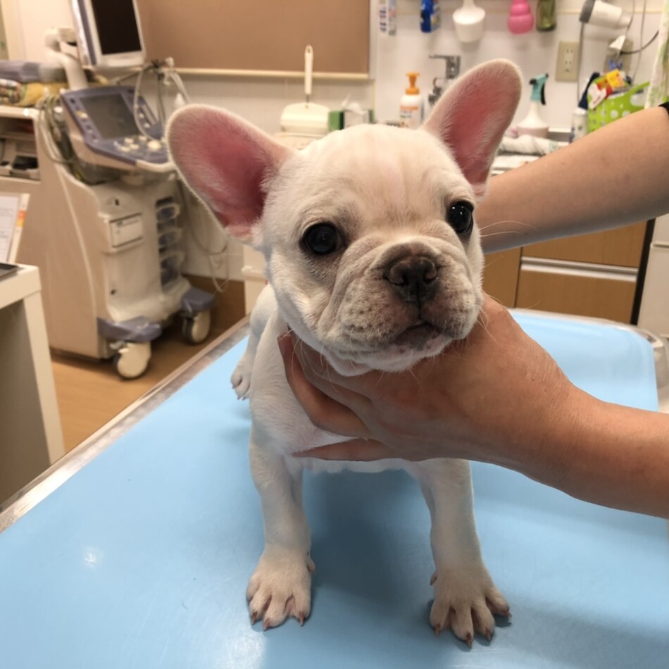 potatoのカバー写真