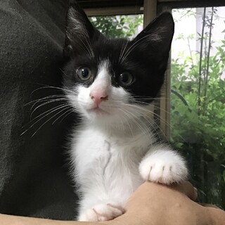 元気なハチワレのイケニャン♥2ヶ月齢