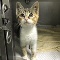 スリスリ大好き！三毛猫の「テトちゃん」