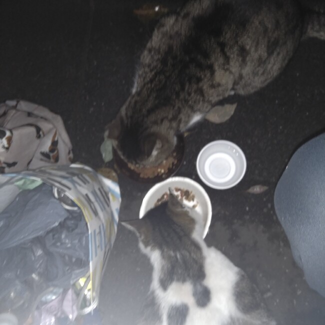 全ての動物のための祈りのカバー写真