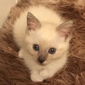 里親募集したい！